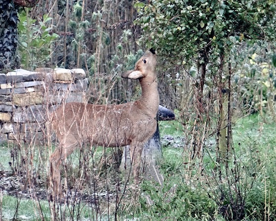 roe deer